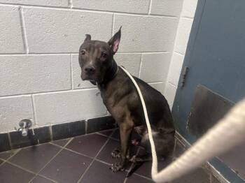 Mixed Breed Dogs Available for Adoption in New York, New York - Wolly | PetCurious