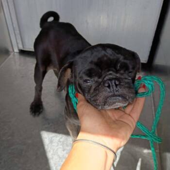 BATMAN 26-09-005 -  Pug Dog for Adoption in Bastrop, Texas - BATMAN 26-09-005 | PetCurious