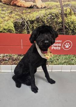 Ebony -  Bouvier Des Flandres Dog for Adoption in Lafayette, Indiana - Ebony | PetCurious