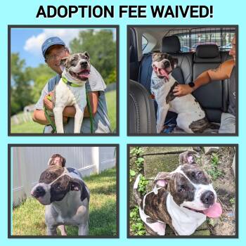 Rescue Pit Bull Terrier Dogs for Adoption in Chicago, Illinois - Boom | PetCurious