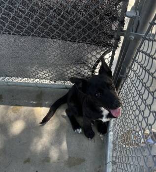 Lullah -  Belgian Shepherd Malinois Dog for Adoption in Ontario, California - Lullah | PetCurious