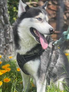 Rescue Husky Dogs for Adoption in Los Angeles, California - Royalty | PetCurious