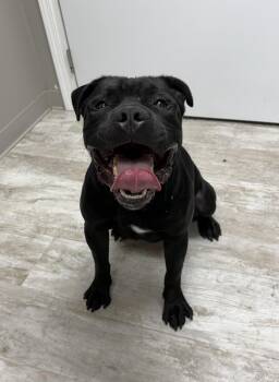 Angus -  Pit Bull Terrier Dog for Adoption in Urbana, Ohio - Angus | PetCurious