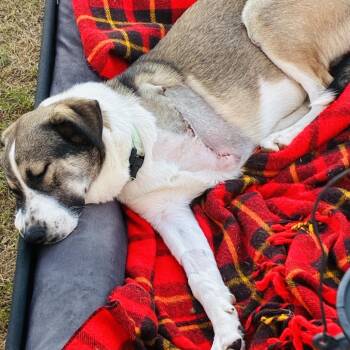 Major -  Mixed Breed Dog for Adoption in Buffalo, Minnesota - Major | PetCurious