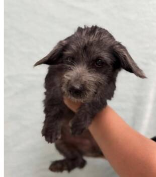 Lida Bida -  Dachshund and Terrier Dog for Adoption in Bloomfield, Connecticut - Lida Bida | PetCurious