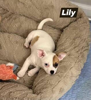 Chihuahua Dogs Available for Adoption in Lexington, Kentucky - Lily | PetCurious