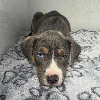 Emmy Lou aka Sadie aka Caspien -  Mixed Breed Dog for Adoption in Duncan, Oklahoma - Emmy Lou Aka Sadie Aka Caspien | PetCurious
