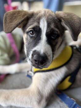 Rescue Husky Dogs for Adoption in Rutherfordton, North Carolina - Koda | PetCurious