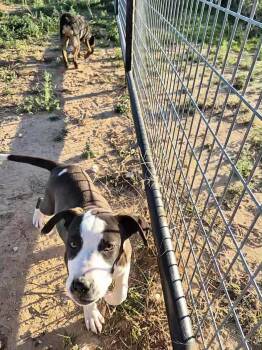 Rescue Labrador Retriever and American Bully Dogs for Adoption in Bowie, Texas - Reese | PetCurious