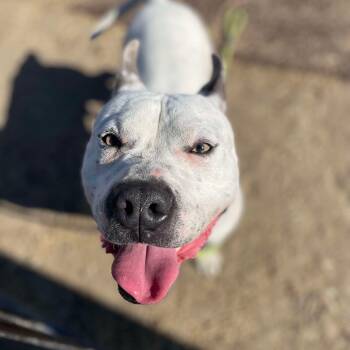 Rescue Mixed Breed Dogs for Adoption in Hemet, California - Seymore | PetCurious