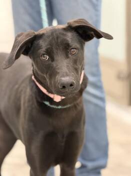 MERIDA -  Labrador Retriever and Australian Cattle Dog Blue Heeler Dog for Adoption in Canfield, Ohio - MERIDA | PetCurious