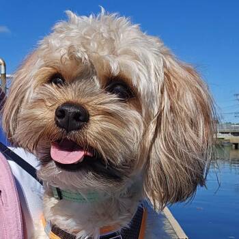 Jackson -  Havanese Dog for Adoption in Glocester, Rhode Island - Jackson | PetCurious