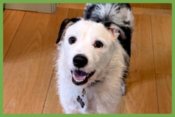 Danny -  Terrier Dog for Adoption in Amherst, Massachusetts - Danny | PetCurious
