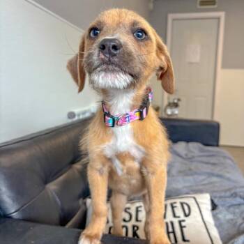 Terrier and Mixed Breed Dogs Available for Adoption - Scarlet | PetCurious