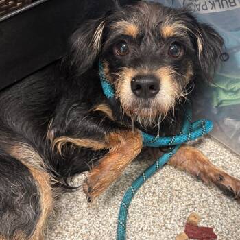 Dale -  Terrier and Mixed Breed Dog for Adoption in Englewood, Florida - Dale | PetCurious