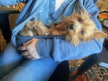 Yorkshire Terrier Dogs Available for Adoption - Peanut | PetCurious