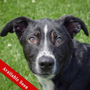 Rescue Black Labrador Retriever and Border Collie Dogs for Adoption in Huntley, Illinois - Chicho | PetCurious