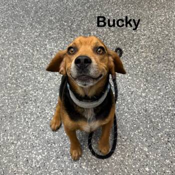 Bucky -  Beagle Dog for Adoption in Parkersburg, West Virginia - Bucky | PetCurious