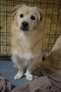 Alto (Pine) -  Spaniel and Pomeranian Dog for Adoption in Pahrump, Nevada - Alto (Pine) | PetCurious