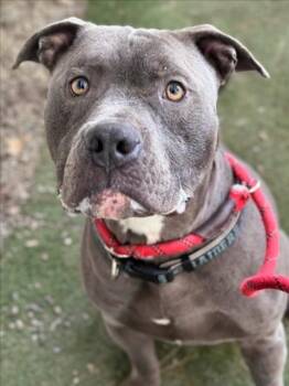 Pit Bull Terrier Dogs Available for Adoption - *FRAPPUCCINO | PetCurious