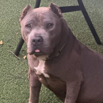 Rescue American Staffordshire Terrier Dogs for Adoption in Wilmington, Illinois - Dozer | PetCurious