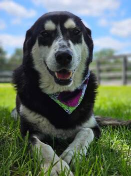 Great Pyrenees Dogs Available for Adoption in York, Pennsylvania - Cassie | PetCurious