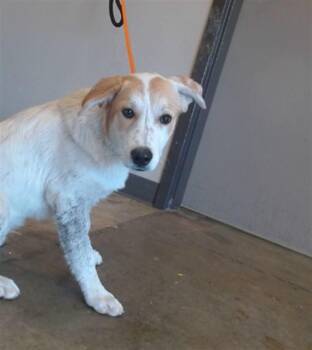ALFIE -  Australian Cattle Dog Blue Heeler and Mixed Breed Dog for Adoption in Ontario, California - ALFIE | PetCurious