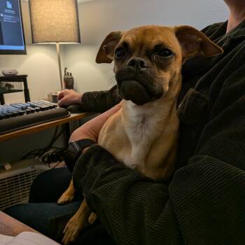Rescue Chihuahua and Pug Dogs for Adoption in Flagstaff, Arizona - Luna - Affectionate, Big Personality! | PetCurious