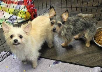 Ivory & Reese -  Chihuahua and Shih Poo Dog for Adoption in Momence, Illinois - Ivory & Reese | PetCurious