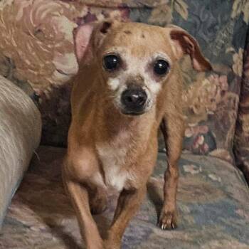 Chihuahua and Mixed Breed Dogs Available for Adoption - Titus | PetCurious