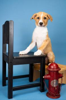 759-26 -  Shepherd Dog for Adoption in Brighton, Colorado - 759-26 | PetCurious