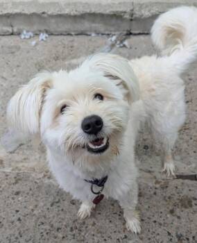 Teddy -  Poodle and Mixed Breed Dog for Adoption in Warren, Michigan - Teddy | PetCurious