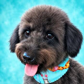 Bucky (20260820-03) -  Poodle Dog for Adoption in Niagara Falls, Ontario - Bucky (20260820-03) | PetCurious