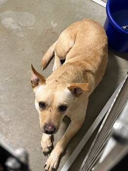 Rescue Affenpinscher Dogs for Adoption in Pierceton, Indiana - Zena | PetCurious