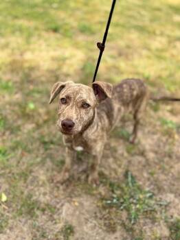 Labrador Retriever and Mixed Breed Dogs Available for Adoption in Aiken, South Carolina - Phoebe | PetCurious
