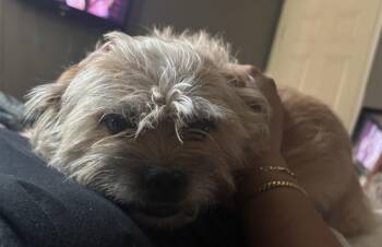 Terrier Dogs Available for Adoption in Las Vegas, Nevada - Maxx | PetCurious