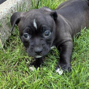 Bulldog Dogs Available for Adoption in Kempner, Texas - Cupcake | PetCurious