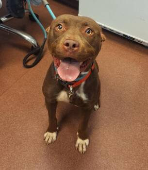 Tinker Bell -  Pit Bull Terrier Dog for Adoption in Oakland, California - Tinker Bell | PetCurious