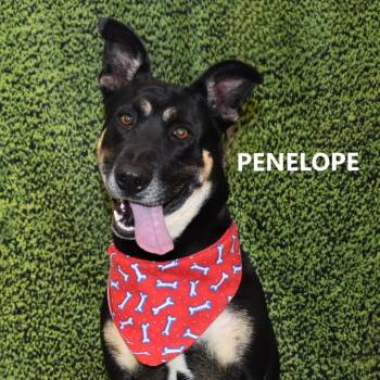 Shepherd Dogs Available for Adoption - Penelope | PetCurious