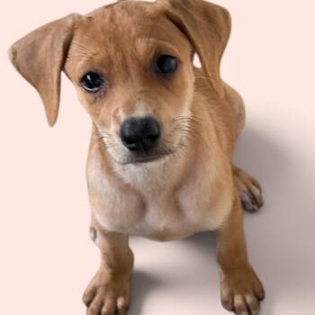 Acorn TF2 -  Mixed Breed Dog for Adoption in Isabela, Isabela - Acorn TF2 | PetCurious