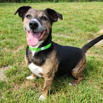 Fletcher -  Terrier Dog for Adoption in Fort Wayne, Indiana - Fletcher | PetCurious