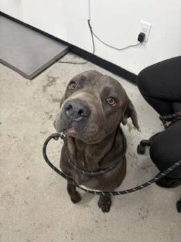 Bronx -  Cane Corso and Mixed Breed Dog for Adoption in West Chester, Pennsylvania - Bronx | PetCurious