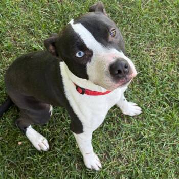 Blue -  Pit Bull Terrier and Mixed Breed Dog for Adoption in Bristol, Indiana - Blue | PetCurious