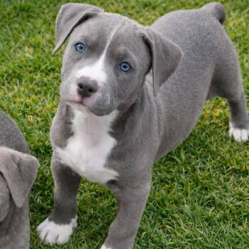 Pit Bull Terrier Dogs Available for Adoption in Mead, Colorado - Gummy | PetCurious