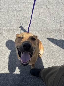 RANGER -  German Shepherd Dog and Mixed Breed Dog for Adoption in Killeen, Texas - RANGER | PetCurious