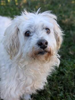 Rescue Terrier and Poodle Dogs for Adoption in Baton Rouge, Louisiana - Nico | PetCurious