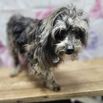 Poodle Dogs Available for Adoption - Taz | PetCurious