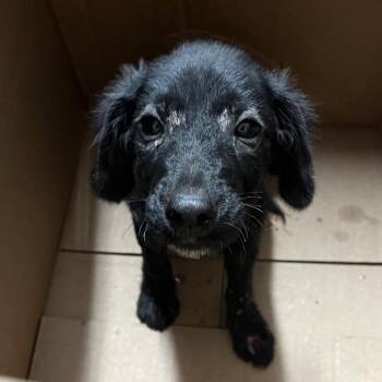 Lego Batman -  Terrier Dog for Adoption in Edinburg, Texas - Lego Batman | PetCurious