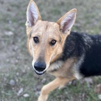 German Shepherd Dog Dogs Available for Adoption - Lola Bunny | PetCurious