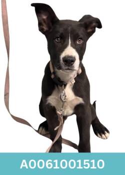 Mickey -  Border Collie Dog Available for Adoption in Red Bluff, California - Mickey | PetCurious